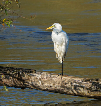 The white heron is resting.