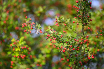 The Bright and Vibrant Red Berries are Nestled Amongst the Lush Green Foliage Around Them
