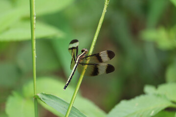 A black dragonfly, called Pied Paddy Skimmer, spotted in Coorg, India