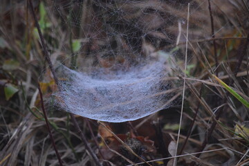 Herbststimmung im Moor, Herbstspaziergang