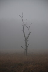 Herbststimmung im Moor, Herbstspaziergang