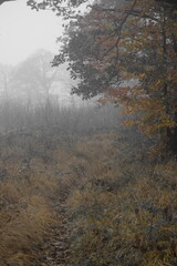 Herbststimmung im Moor, Herbstspaziergang