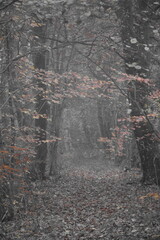 Herbststimmung im Moor, Herbstspaziergang