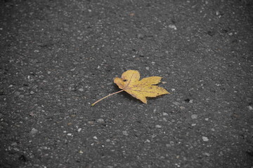 Herbststimmung im Moor, Herbstspaziergang