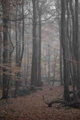 Herbststimmung im Moor, Herbstspaziergang