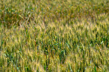 Fototapeta premium A Beautiful, Lush Green Wheat Field Spreading Under the Clear Blue Skies of Summer
