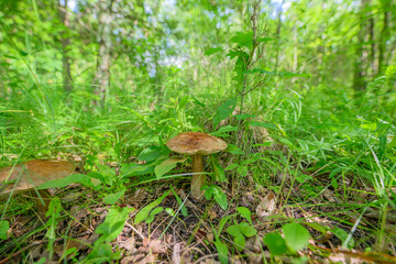 Mushrooms Growing Abundantly in the Lush Forest Undergrowth Full of Vibrant Life