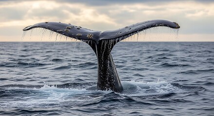 Obraz premium Majestic Humpback Whale Tail Dives into the Ocean at Sunset.