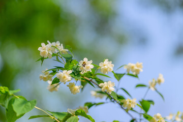 Delicate White Flowers Blooming Amidst Lush Green Foliage Creating a Serene Environment