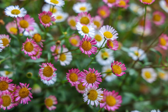 Erigeron karvinskianus, the Mexican fleabane is a species of daisy-like flowering plant in the family Asteraceae. Other common names include Latin American fleabane, Santa Barbara daisy.