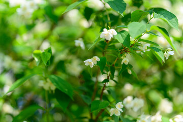 Delicate White Flowers Are Surrounded by Lush Green Foliage in a Beautiful Landscape