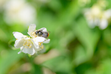 A Busy Bee Collecting Nectar from a Beautiful White Blossom in a Serene Natural Setting