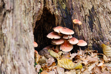 A cluster of wild mushrooms with brownish-pink caps is growing within a hollow at the base of an old tree stump among fallen autumn leaves.