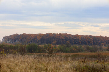 A panoramic shot showcases a typical autumnal landscape featuring a dry meadow in the foreground. The horizon is dominated by a strip of dense forest, where the foliage has turned rich rust and copper