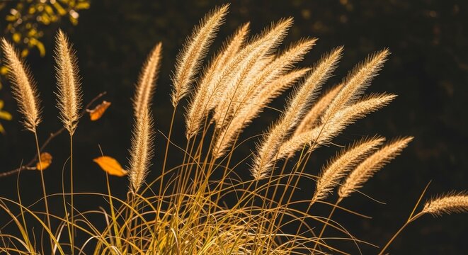 Golden plumes of grass are backlit by warm sunlight, set against a dark, blurred background with hints of autumn leaves.