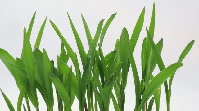 Time lapse close up shot of corn sprouts or stems growing in soilless conditions after germinating seeds in microgreen tray placed in light tent and against white background