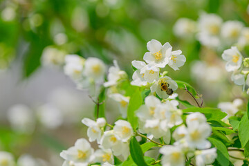 The Delicate and Beautiful Blooming Jasmine Displaying Its Elegance Against a Lush Green Background