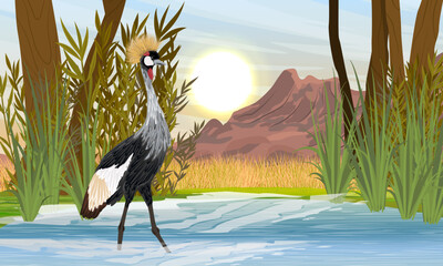 Obraz premium A crowned crane stands in the water of a small lake in a mountain valley. Wild bird of Africa. Realistic vector animal.