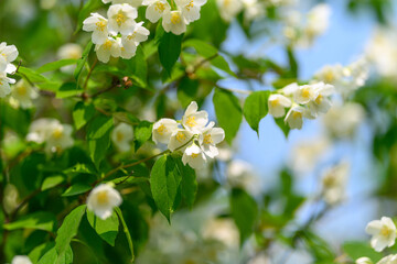 Stunningly Beautiful White Blossom Flowers Displaying Their Charm Against a Clear Blue Sky