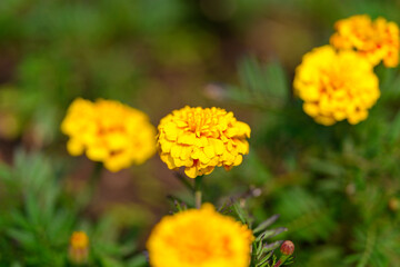 Vibrant and Striking Yellow Marigold Flowers Delighting in a Beautiful Garden Setting