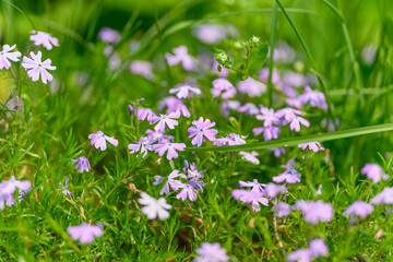A field filled with vibrant wildflowers creates a picturesque scene in a lush green meadow