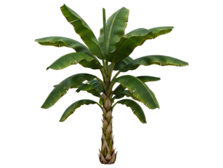 A tall banana tree with large green leaves and a thick trunk
