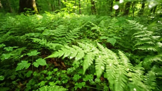 The intricate uncurling of a fern frond, showcasing its delicate growth and organic patterns in a lush forest setting. macro, time lapse nature, forest, woodland, ferns, foliage, green, lush,?