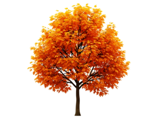 Vibrant orange maple tree in full autumn foliage, isolated on transparent background, showcasing the beauty of fall colors and seasonal change