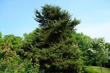 Pinus virginiana, Virginia pine with twisted yellow-green needles and spiny cones, evergreen conifer photographed in Korea.