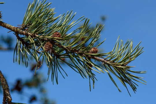 Pinus virginiana, Virginia pine with twisted yellow-green needles and spiny cones, evergreen conifer photographed in Korea.