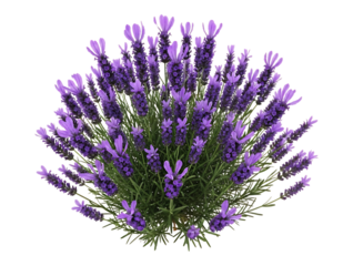 A beautiful blooming lavender plant with vibrant purple flowers, isolated on transparent background