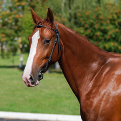 Horse. Portrait. Close-up. A thoroughbred horse of the Oryol Trotter breed. Harness racing. Trotting horse race