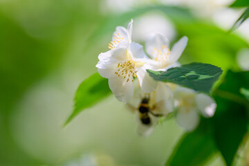 A Busy Bee is Pollinating Beautiful White Jasmine Flowers in the Natural World Around Us