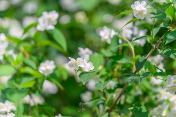 Stunningly Beautiful Blooming White Jasmine Flowers Flourishing in Natures Embrace