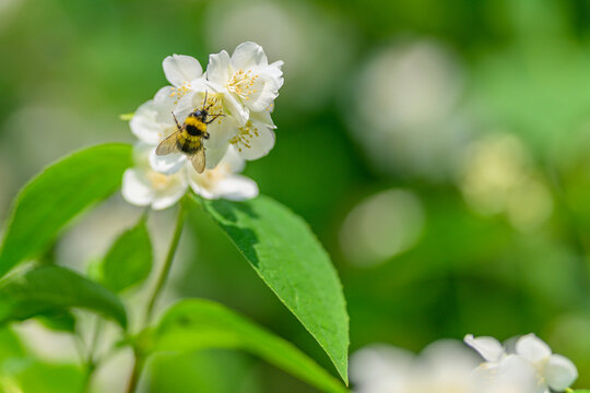 A bee pollinates a blooming flower in spring, enhancing biodiversity and the ecosystem