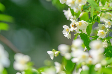 Delicate White Flowers with Bee Pollinating Within a Lush Green Environment Full of Life