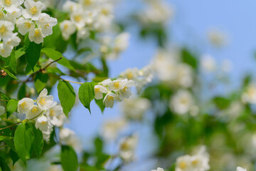 The Exquisite Blooming Jasmine Flowers Flourish Against a Clear Blue Sky Above Us