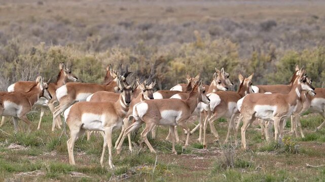 Herd of Pronghorn walking through the Utah desert in the San Rafael Swell.