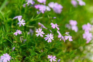 In a lush meadow, pink flowers bloom beautifully, showcasing natures endless beauty