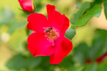 A Beautiful, Vibrant Red Flower with a Bee Pollinator Busy at Work in Natures Canvas