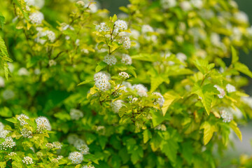 In spring, admire the vibrant beauty of green shrubs adorned with blooming white flowers