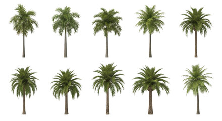 Fototapeta premium Palm tree isolated on transparent background