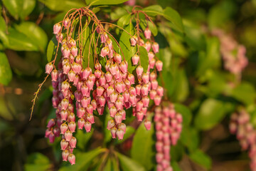 Obraz premium Pieris japonica, the Japanese andromeda or Japanese pieris, is a species of flowering plant in the heath family Ericaceae.