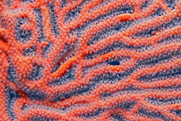 White gorgonian polyps on red gorgonian coral
