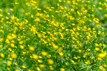 A Vibrant and Colorful Field of Yellow Wildflowers Fully in Bloom Spreads Across the Landscape