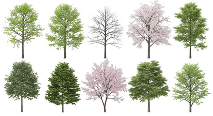Obraz premium Tree isolated on transparent background