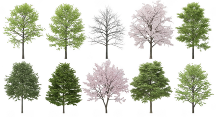 Tree isolated on transparent background