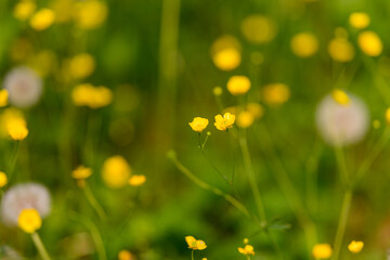 Stunning Yellow Wildflowers Blooming in a Beautiful Natural Landscape Setting Today