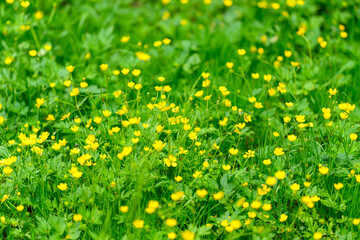 Vibrant Yellow Wildflowers Blooming Beautifully in Lush Green Grass Under Bright Sunlight