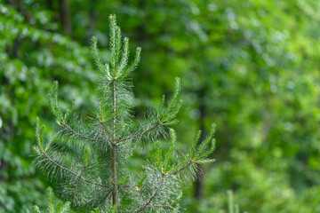 A CloseUp of a Beautiful, Lush Green Tree Surrounded by a Vibrant Forest Ecosystem